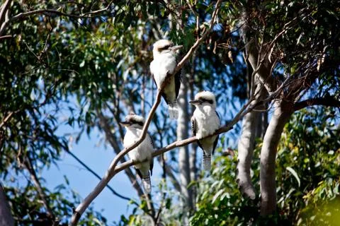Three Australian native kookaburras in eucalyptus gum tree Stock Photos