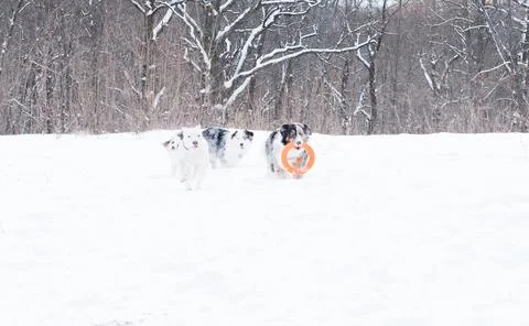 Three australian shepherd merle with blue eyes in winter playing with puller. Stock Photos