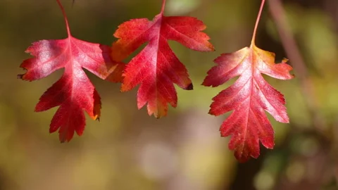 Three Autumn Red Leaf Видео 106464686