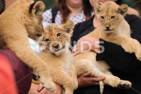 Three babies lion living in captivity Stock Photos