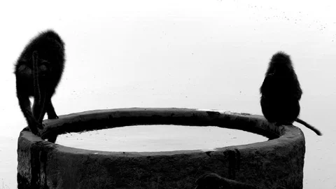 Three baboons approach a pool of water in the savannah to quench their thirst Stock Footage 100368114