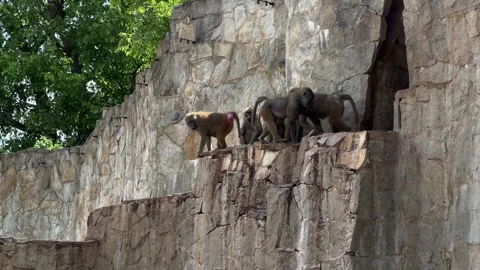 Three baboons standing on a rocky ledge in a zoo enclosure Stock Footage 310796960