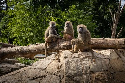 Three baboons on a tree. Stock Photos