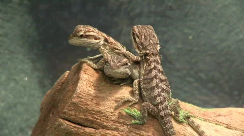 Three baby bearded dragons Stock Footage 98569