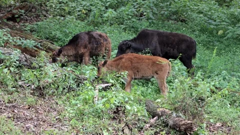 Three Baby Bison Grazing  - 4K Stock-Footage 250019765