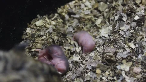 Three baby hamsters Stock Footage 272280545