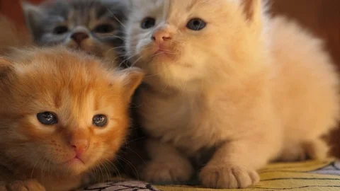 Three baby kittens looking around with curiosity in slow motion stock footage Video stock 117103041