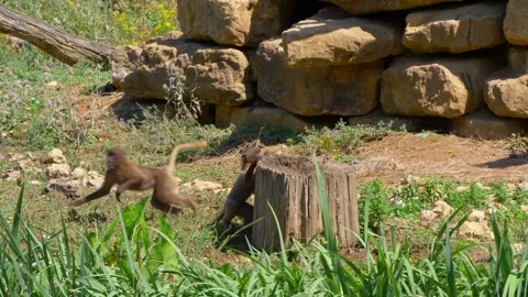 Three Baby Macaques Playing Hide and Seek in Forest Stock Footage 294584838