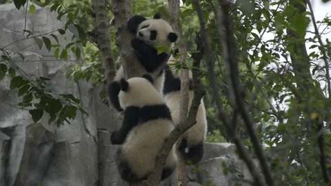 Three baby panda playing on the tree Stock-Footage 130833720