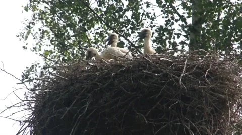 Three baby Storks in the Nest Video stock 66070620