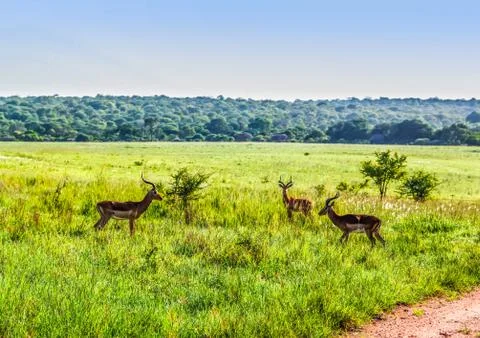 Three bachelor impalas face off each other at Kruger National Park Stock Photos