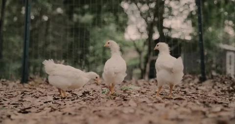Three backyard chickens in slow motion, pecking at dirt and leaves Stock Footage 131054439