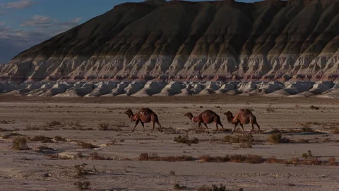 Three bactrian camels walking through the ustyurt plateau desert in Bokty Stock Footage 322187781
