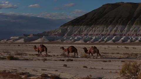 Three bactrian camels walking through arid ustyurt plateau desert, Bokty Video stock 322187933