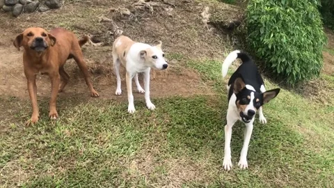 Three bad dogs defending property Stock Footage 263494008