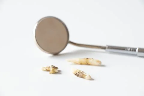 Three bad pulled out cat teeth and a dental mirror on a white background Stock Photos