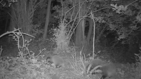 Three badger babies play in the woods at night Stock Footage 267557987