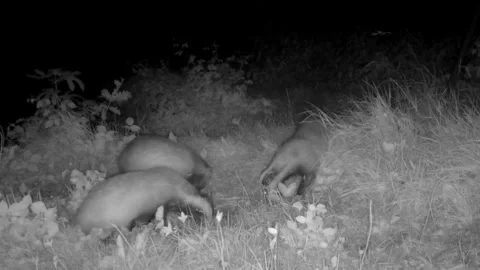 Three badgers in the countryside at night looking for food Stock Footage 267556348
