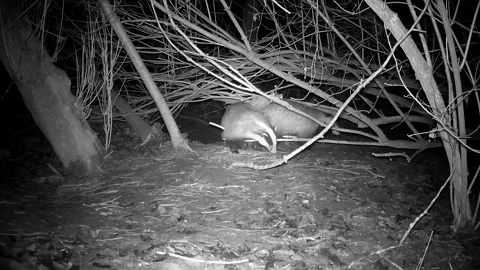 Three badgers Meles after spring awakening near cave Stock Footage 259319105