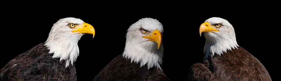 Three Bald eagle looking angry 库存照片