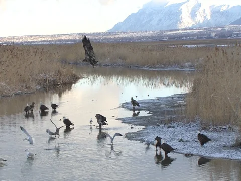 Three Bald Eagles Circle and Land in the Marsh Beside Approx. 20 Others, w audio Stock Footage 124562095