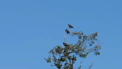 Three Bald Eagles Perched on Tree Stock-Footage 332641087