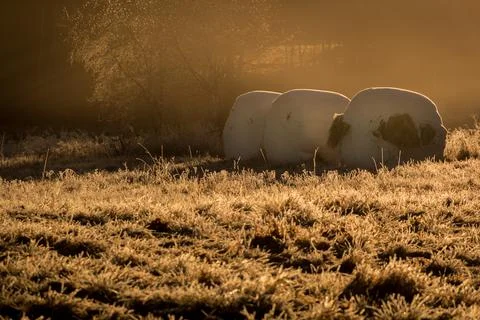 Three Bales in gold Stock Photos