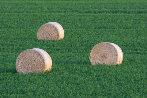 Three bales of hay Stock Photos