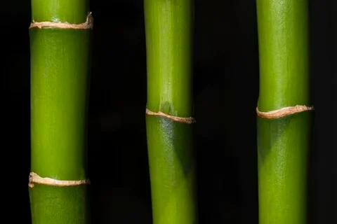 Three bamboo Stock Photos
