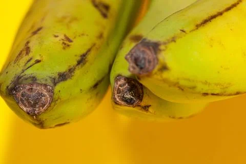 Three bananas in the process from green to black, isolated on a white background Stock Photos