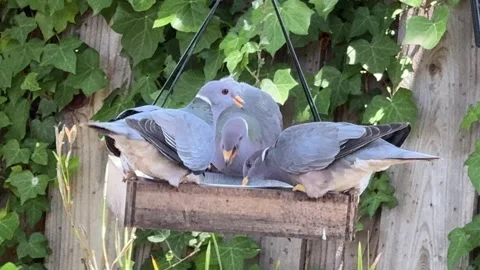 Three band-tailed pigeons on a small feeder Stock Footage 315411477