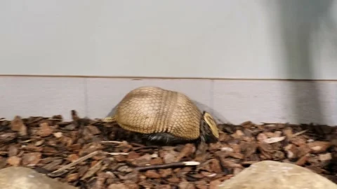 Three-banded armadillo is running by allocated in zoo territory. Funny animals.  Stock Footage 232472619