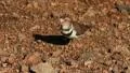 Three-banded Plover CU GFHD HD Footage