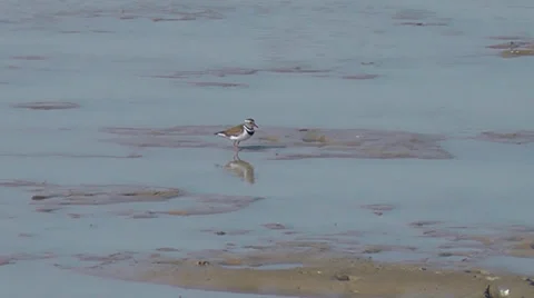Three-banded Plover feeding in shallow water Stock Footage 34568331