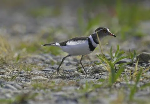 Three banded plover a small wader bird in Marievale sanctuary Gauteng Stock Photos