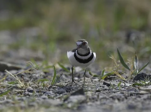Three banded plover a small wader bird in Marievale sanctuary Gauteng Stock Photos