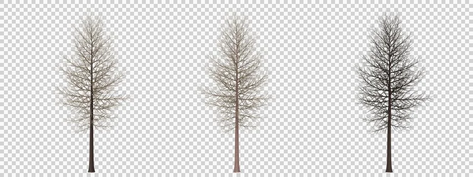 Three bare, leafless winter trees with intricate branch Stock Photos