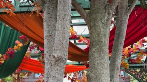 Three bare tree, orange and red curtains, autumn leaves, Halloween Stock Footage 318612845