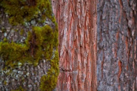 Three bark trees Stock Photos