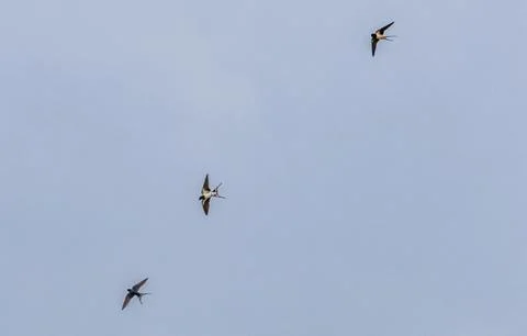 Three barn swallows gracefully soaring through a clear blue sky Stock Photos