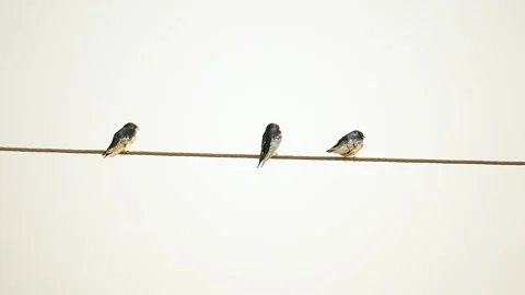 Three Barn Swallows Perched on a Wire Against a Clear Sky in Gujarat, India Stock Footage 339885120