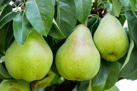 Three bartlett pears on the tree Stock Photos