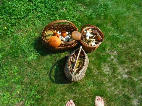Three baskets of wild boletes on sunlit lawn, summer harvest Stock Photos