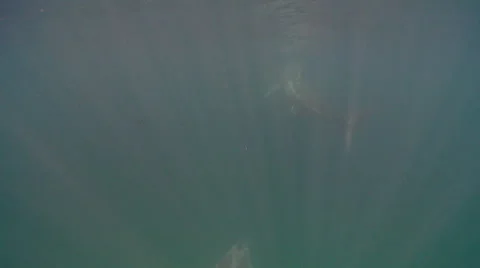 Three basking sharks Stock Footage 47930563