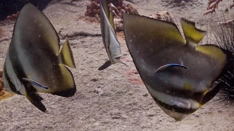 Three Batfish being cleaned Stock Footage 58304075
