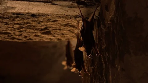 Three bats hanging on a wall Stock Footage 99907356