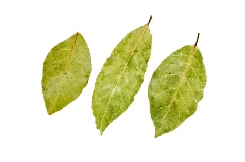 Three bay leaves Stock Photos