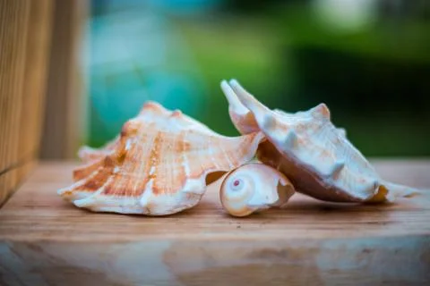 Three beach shells on the wood Stock Photos