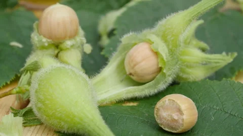 Three Beaked hazelnuts peeled Stock-Footage 114140850