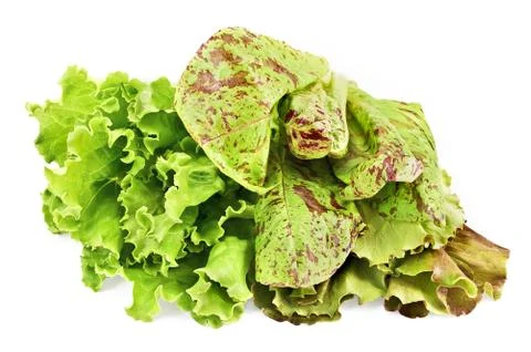 Three beam lettuce Stock Photos